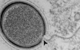 Một loại virus 30.000 năm tuổi vừa bị đánh thức từ lớp băng giá tại Bắc Cực