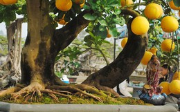 Hình ảnh về cây bưởi trăm triệu hút khách ở Hà Nội