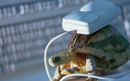 Sốc: 2,1 triệu người Mỹ vẫn đang lướt Internet bằng dial-up tốc độ 'rùa bò'