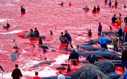 Anonymous “hạ” website chính phủ Iceland để cứu cá voi