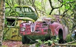 Hàng trăm xe hơi cổ bị bỏ rơi bên trong khu rừng rậm ở Thụy Điển