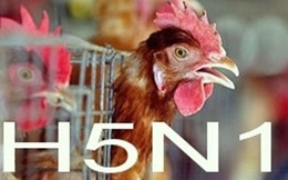Tin vui: Chưa phát hiện trường hợp người Việt nào nhiễm H5N1 trong năm 2015