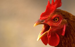 Bộ trưởng Bộ Nông nghiệp nói gì về việc 1 con gà “cõng” 14 loại phí?