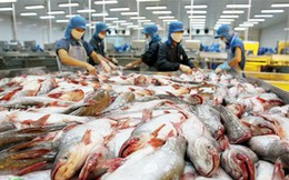 USD tăng mạnh, xuất khẩu cá tra gặp khó