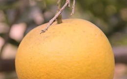 Trăm nghìn đồng không mua nổi quả cam Xã Đoài ngày Tết