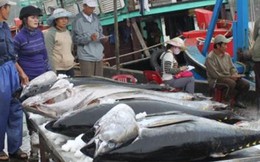 Câu cá ngừ kiểu Nhật: Điều Nhật Bản không thể chuyển giao