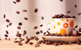 [Q&A] Arabica vs. Robusta: Đừng tưởng cà phê là đều đắng như nhau!