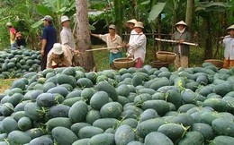 “Bơi” trong hội nhập, nông nghiệp Việt Nam “cần gì và sợ gì”?