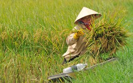 “Thủ phạm” làm nông nghiệp sụt đà tăng trưởng là… lúa gạo