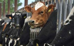 ​Giá thịt lợn, bò đắt hơn cả Mỹ, Úc, "cửa" nào cho nông nghiệp Việt Nam thời hội nhập?