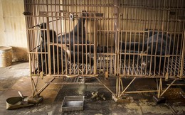 Báo Tây kể chuyện tiếp cận các trại nuôi gấu lấy mật ở Việt Nam