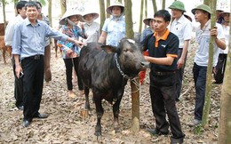Doanh nghiệp độc quyền giống bò siêu thịt tại Hà Nội sắp IPO tại HNX