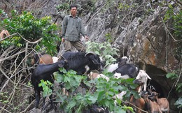 Những nông dân làm giàu nhờ... lên núi