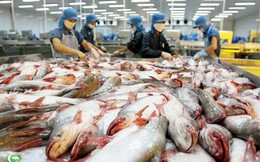 Cá tra Việt Nam chịu “áp lực” từ cá rô phi Trung Quốc