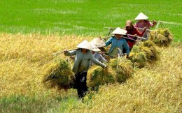 [Infographic] Nghịch lý hạt gạo: 70% lợi nhuận thuộc về thương lái, cò lúa và doanh nghiệp