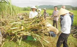 “Truy” điểm yếu của ngành mía đường