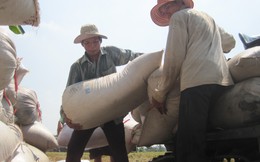 Năm 2050, đồng bằng sông Cửu Long sẽ “đói” lúa, tôm vì biến đổi khí hậu