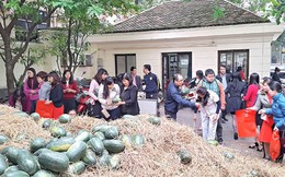 100 ký dưa bằng tiền tô phở, làm sao đây?