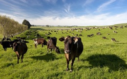Nghịch lý New Zealand uống sữa tươi, xuất khẩu sữa bột sang Việt Nam