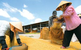 Thị trường gạo: Mỗi năm, Việt Nam “đổ bỏ” 4.000 tỷ đồng tiền cám