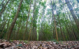 World Bank hỗ trợ 100 triệu USD trồng rừng sản xuất tại Việt Nam