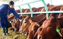 Cáo bạch HAGL Agrico: 2015 doanh thu bán bò đạt 3.000 tỷ đồng