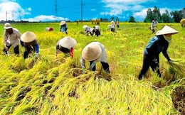 Nông nghiệp Việt Nam: Nghịch lý nhìn từ ngành lúa gạo