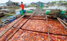 Tiềm năng xuất khẩu lớn của cá điêu hồng
