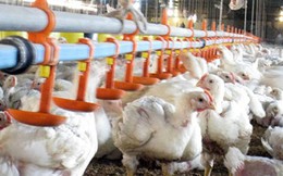 Đầu tư chăn nuôi tại Đồng Nai: Ngoại lấn lướt, nội hụt hơi