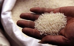 Gạo Việt xuất khẩu bị trả về sẽ đi đâu?