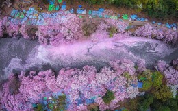'Đường hầm' hoa anh đào như mơ ở Nhật Bản