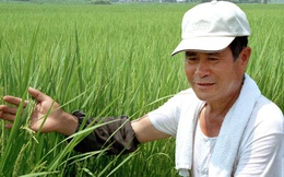 Nhật tăng xuất gạo, Việt Nam có lo ngại?