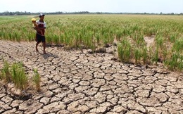 Indonesia, Philippines có thể phải "chịu đói" nếu Việt Nam mất mùa do hạn hán