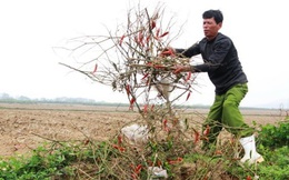 Thương lái bỏ chạy, dân đắng cay đào hố chôn ớt