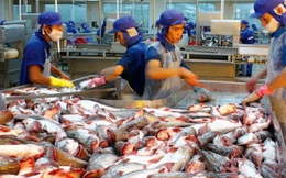 Chương trình giám sát cá da trơn: Việt Nam có thể khởi kiện Mỹ ra WTO?
