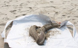 Bác bỏ thông tin cá nhiễm độc chết ở đảo Cù Lao Chàm và Đà Nẵng