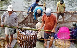 Để đại gia không ‘sớm nở tối tàn’