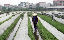 Rau an toàn không kiểm soát chặt, 20 năm chưa có ai ngộ độc!