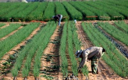 Đây là cách Israel khiến cả thế giới phải cúi đầu khi biến sa mạc thành nơi trồng rau, nuôi cá
