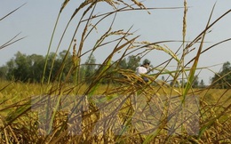Doanh nghiệp xuất khẩu gạo đang mất lợi thế cạnh tranh về giá bán