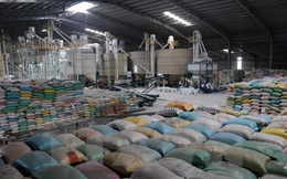 Xuất khẩu gạo trong 6 tháng đầu năm dự kiến tăng 12%