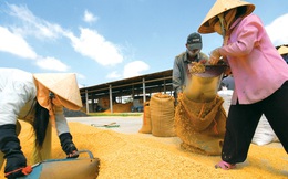Thái Lan xả kho gạo dự trữ sẽ ảnh hưởng lớn tới XK gạo của Việt Nam