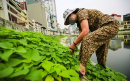 Sợ thực phẩm bẩn, dân Hà Nội tận dụng từng tấc đất trồng rau