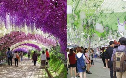 Lễ hội hoa tử đằng ở Hà Nội: Nỗi thất vọng khi thực tế khác xa hình ảnh quảng cáo