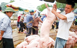 Ồ ạt xuất khẩu lợn sang Trung Quốc: Coi chừng 'dội biên' như dưa hấu
