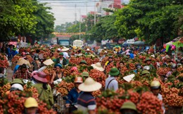 Vải thiều Bắc Giang nhuộm đỏ quốc lộ 31