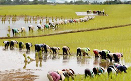 Nền nông nghiệp đang bị doanh nhân Việt bỏ rơi như thế nào?