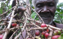 Quan liêu, tham nhũng đang giết chết ngành cà phê Kenya như thế nào?
