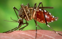 1 trong 2 người nhiễm virus Zika tại Việt Nam hiện đang mang thai
