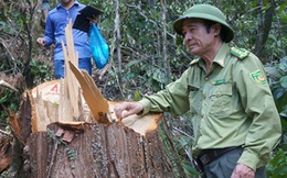Lộ diện chủ mưu 'tập đoàn' phá rừng pơ mu xuyên quốc gia